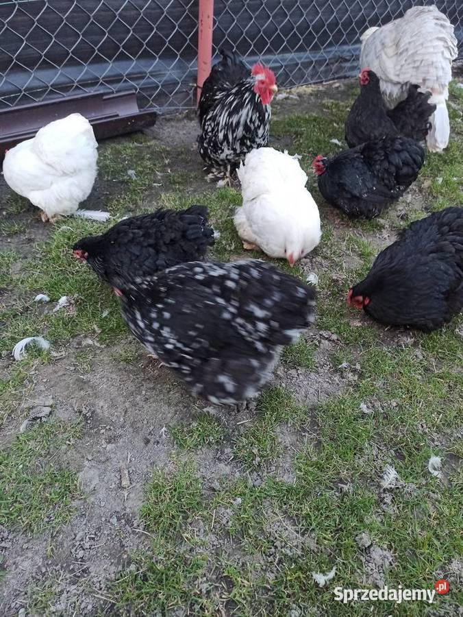 Jaja lęgowe kochin karzełek lubelskie
