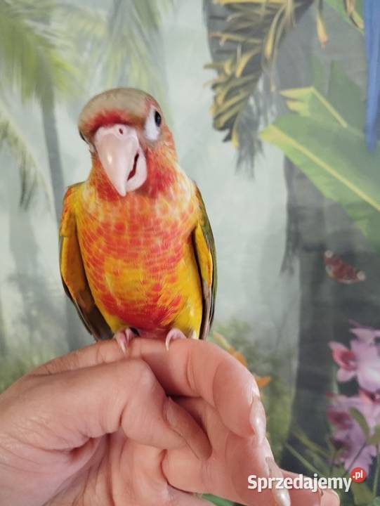 Papuga rudosterka ręcznie karmiona oswojona Miastko