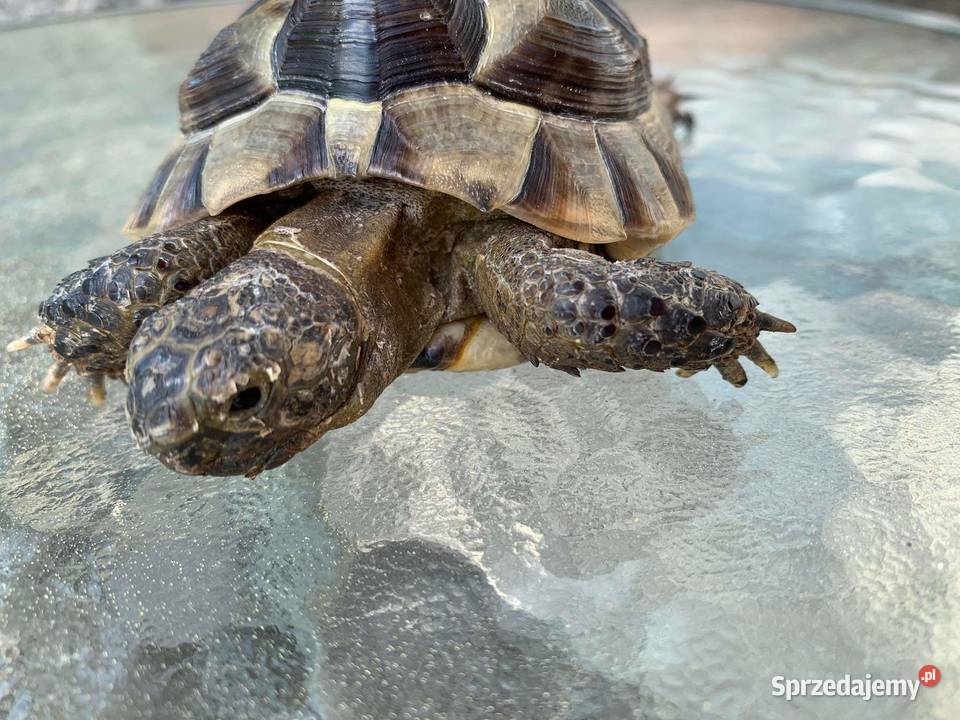 Żółw lądowy Bochnia sprzedam