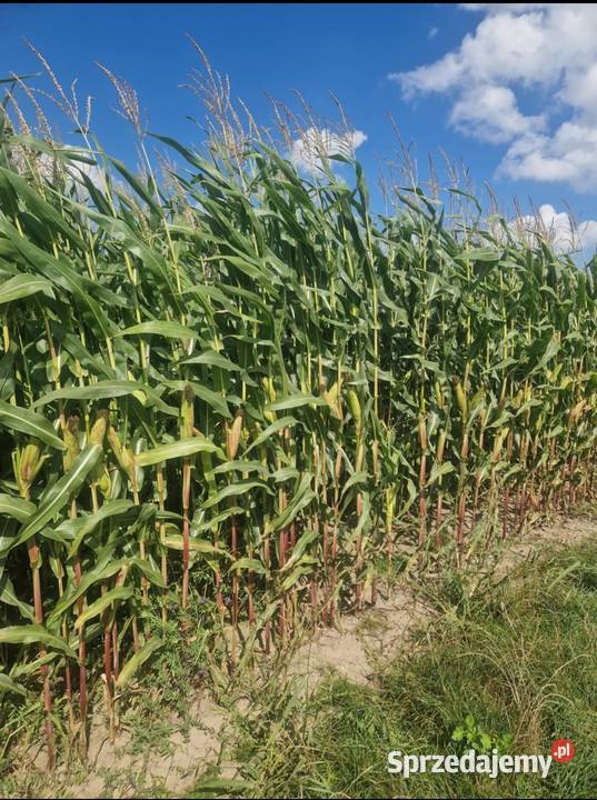 Kukurydza na pniu Złotów