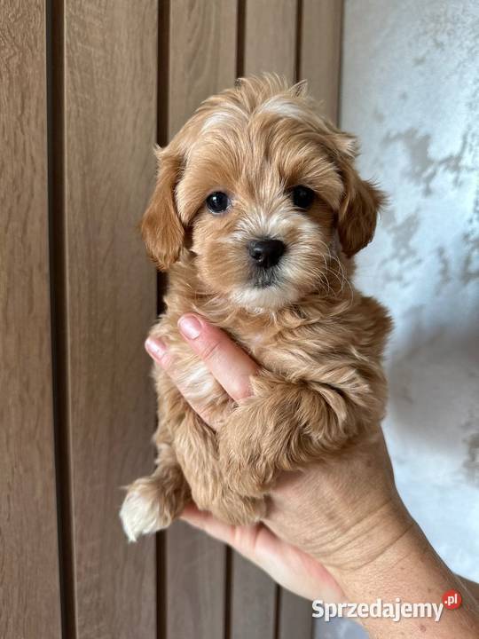 Pieski maltipoo kolor karmelowy dziewczynka
