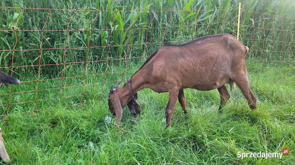 Sprzedam kózkę anglonubijską Kamionka Wielka