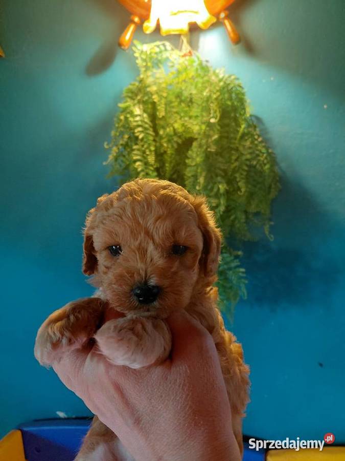 Maltipoo piesek morelowy mazowieckie