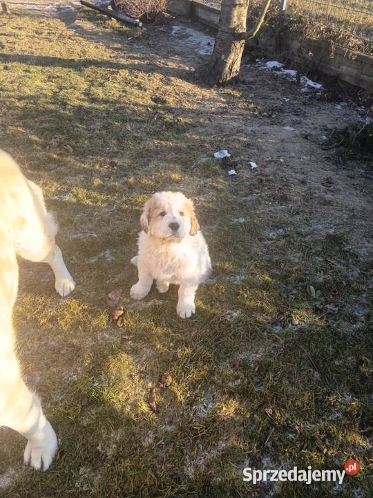 śliczne owczarki środkowoazjatyckie łódzkie