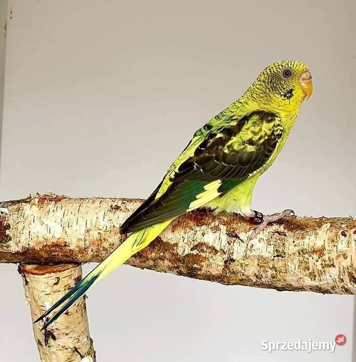 papużka falista blackwing czarnoskrzydła papugi śląskie Gliwice sprzedam