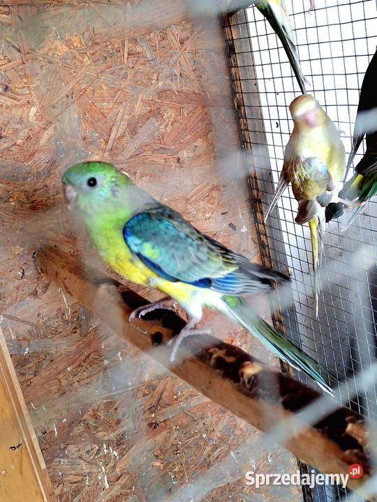 Kolorowa papuzka Rybnik