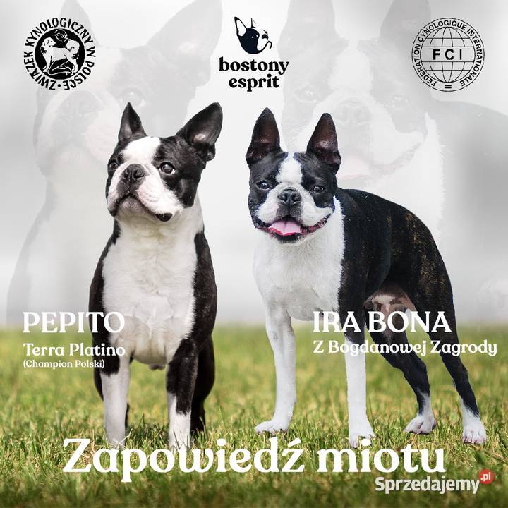 Boston terrier Zielonki