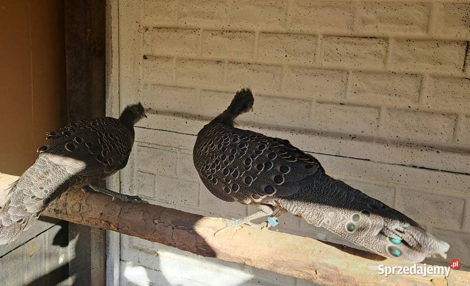 Sprzedam bażanty wieloszpony Ptaki Zwierzęta wielkopolskie Czajków