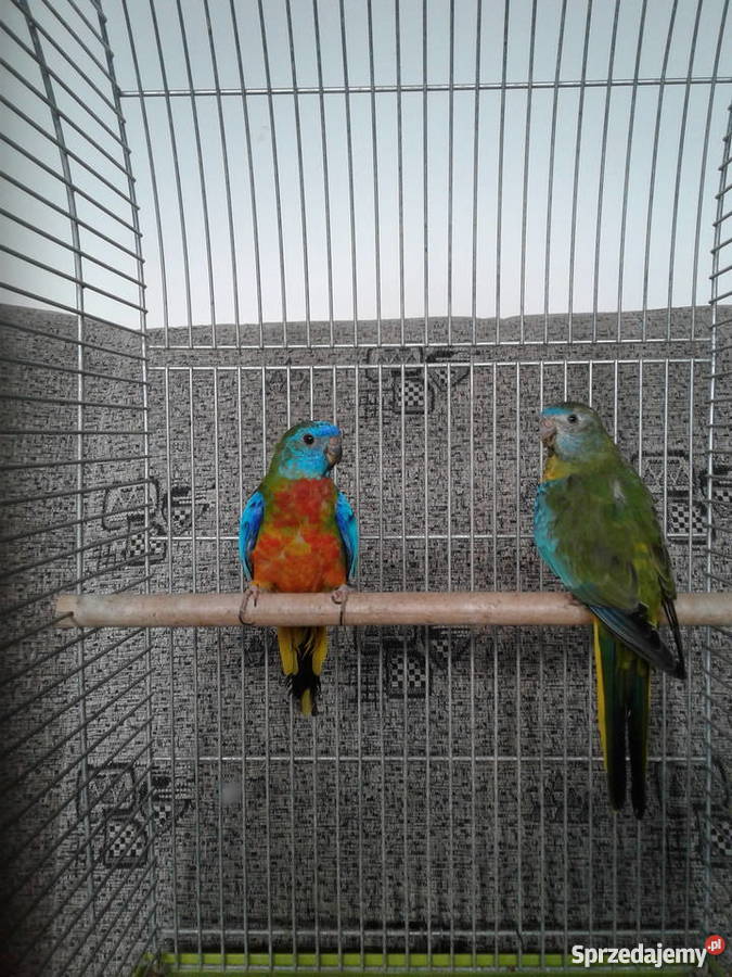 Łąkówki wspaniałe Gorzów Wielkopolski sprzedam