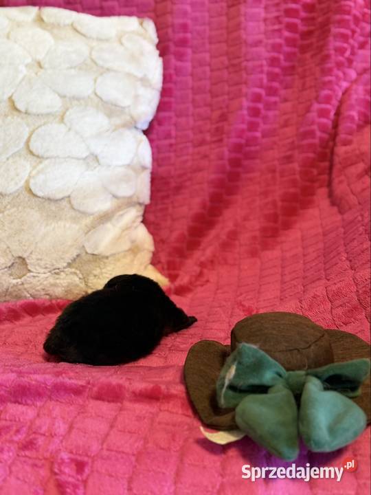 Szpic miniaturowy pomeranian boy Poniszowice