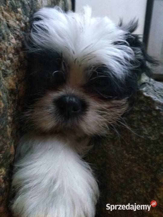 pieski Shih Tzu 3 dziewczyni i 3 chłopcow Shih Tzu Unisław
