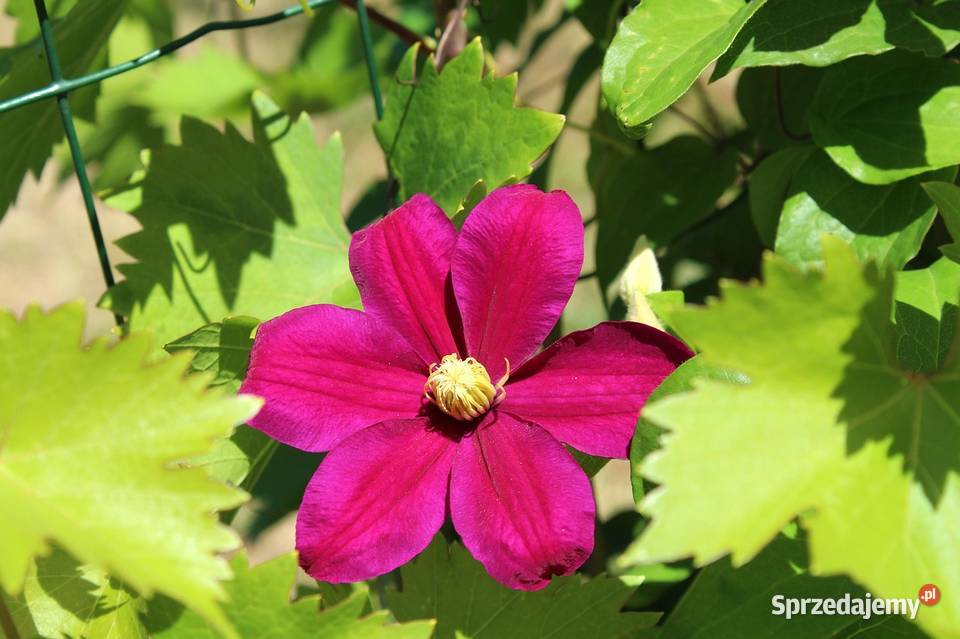 Pnącza Clematis Powojnik Wisteria Glicynia Knurów