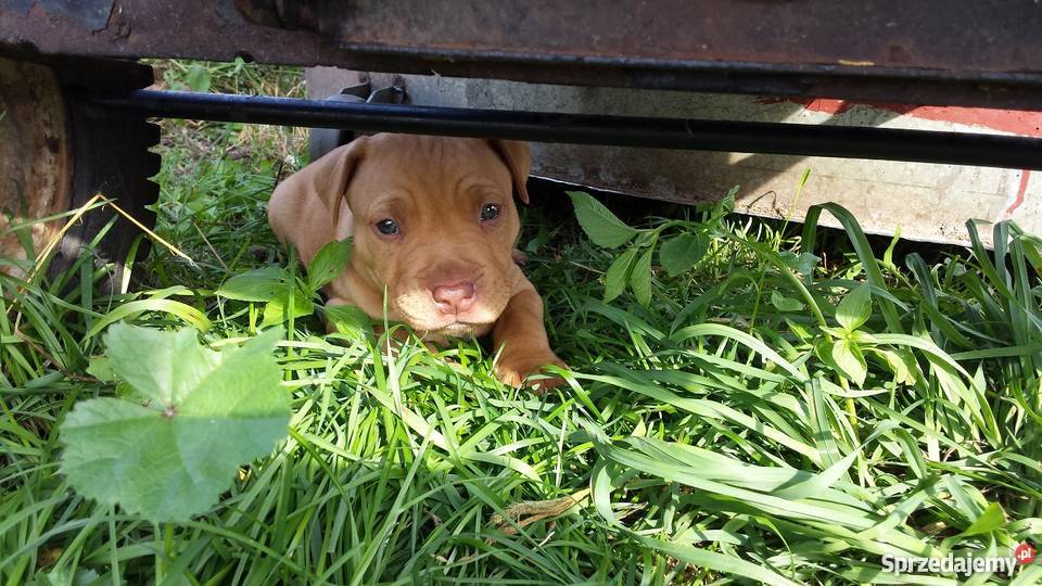 Szczenięta PitBull Red Nose Lipno