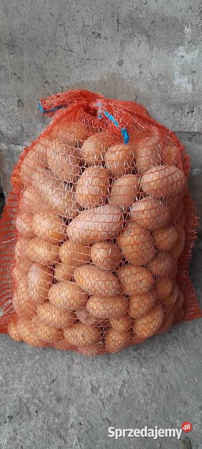 Ziemniaki jadalne Queen Anne Rusiec