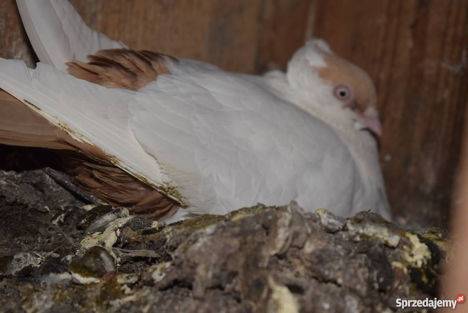 gołębie fajfry pawiki krymki Agatówka