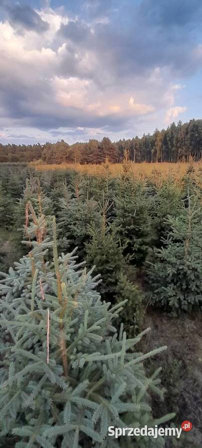 Likwidacja plantacji sprzedaż choinka świerk Tomaszów Mazowiecki