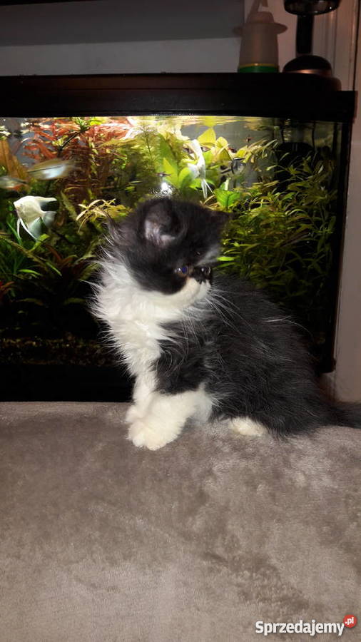 kotykotkikocięta perskie Perski Bydgoszcz