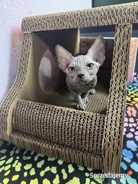 Sfinks niebieska kotka Zabrze