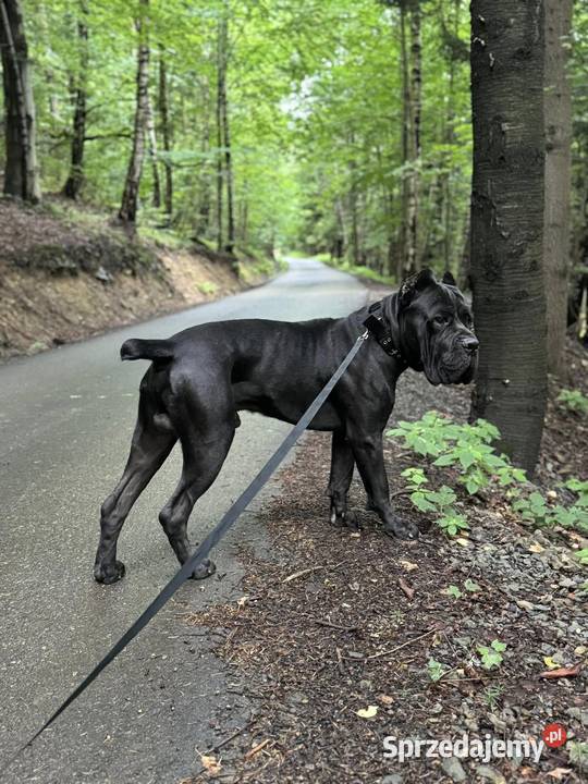 Szara suczka Cane Corso ZKwPFCI Zawoja
