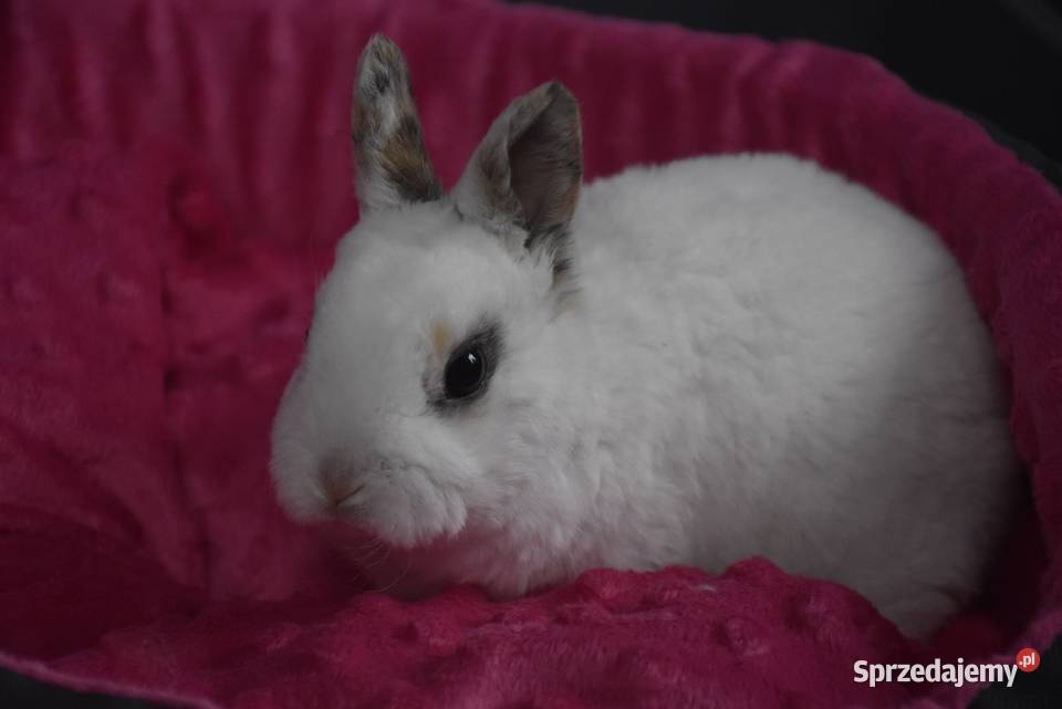Karzełek rex Miniaturka Mini królik miniaturka
