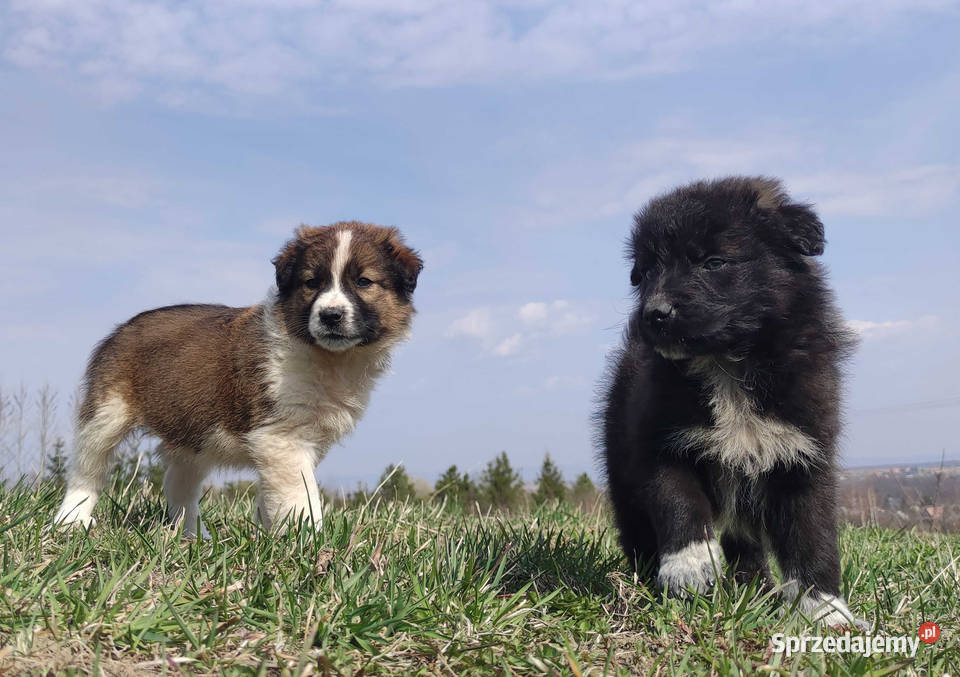 Border Collie Pies do pasienia na gospodarstwo Iwonicz