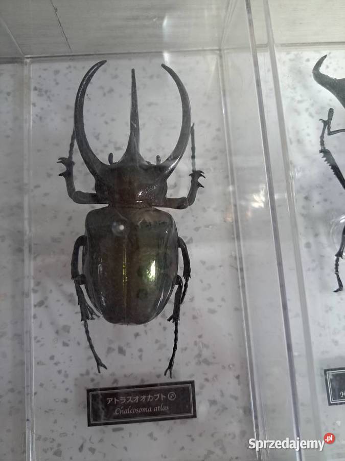 Kolekcja owadów Leszczyny sprzedam
