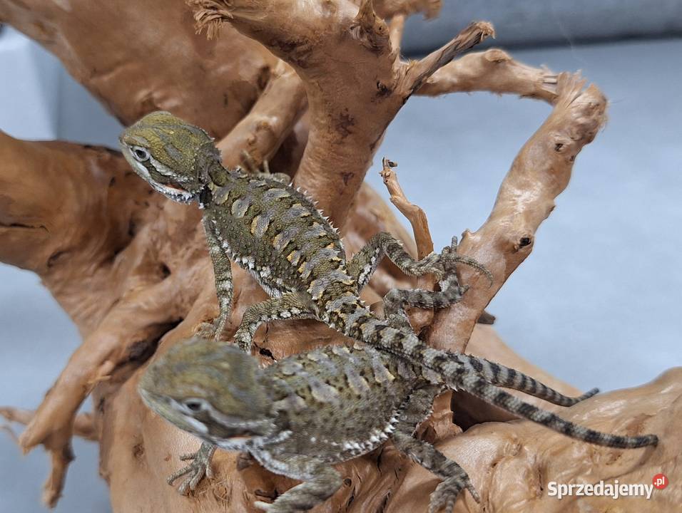 Agama brodata karłowata mazowieckie Wołomin