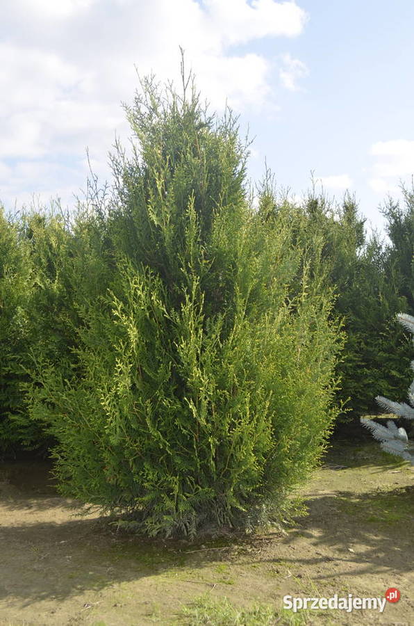 Żywotnik Kórnik wysokość 210-250cm