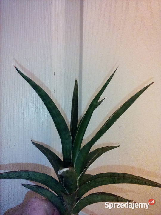 Sansewieria ciekawa odmiana kolorystyczna w Kraków