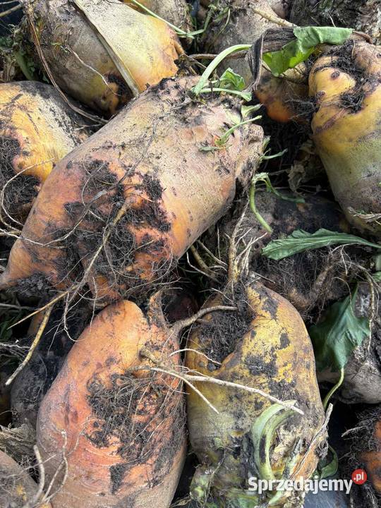 Buraki pastewne Wólka Pełkińska