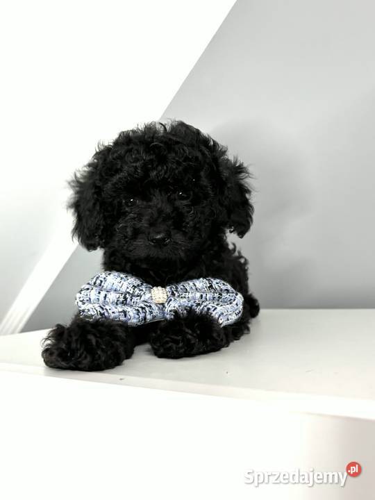 piesek pudel toy chlopiec Ełk sprzedam