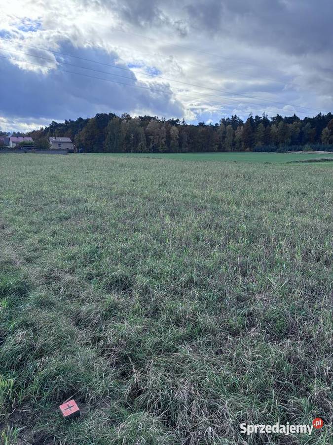 Działka 15 ar z warunkami zabudowy Kazimierz rolna wielkopolskie Kazimierz Biskupi