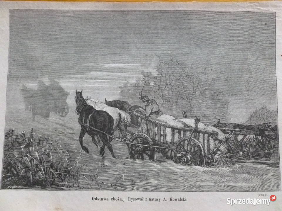 A Kowalski Drzeworyt sztorcowy Kłosy 1875 r Mława