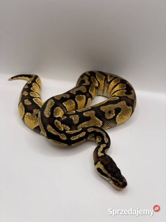 Węże różne odmiany Suchedniów