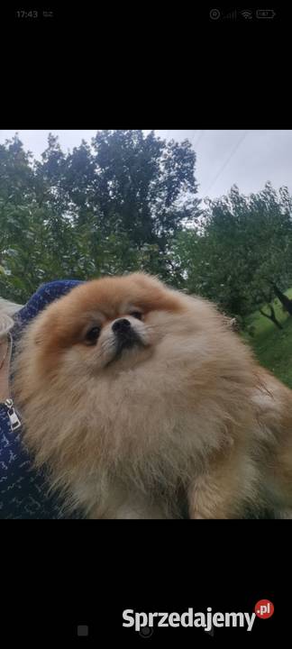 Poomapo szczeniętaRezerwacja