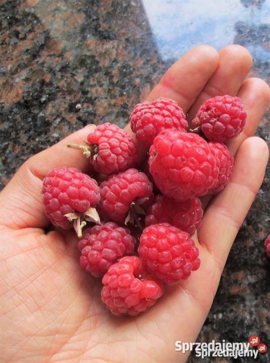 maliny czerwone sadzonki