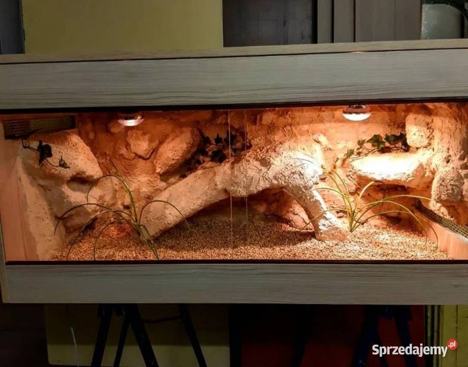 Terrarium profesjonalne gekona lamparciego Świętochłowice