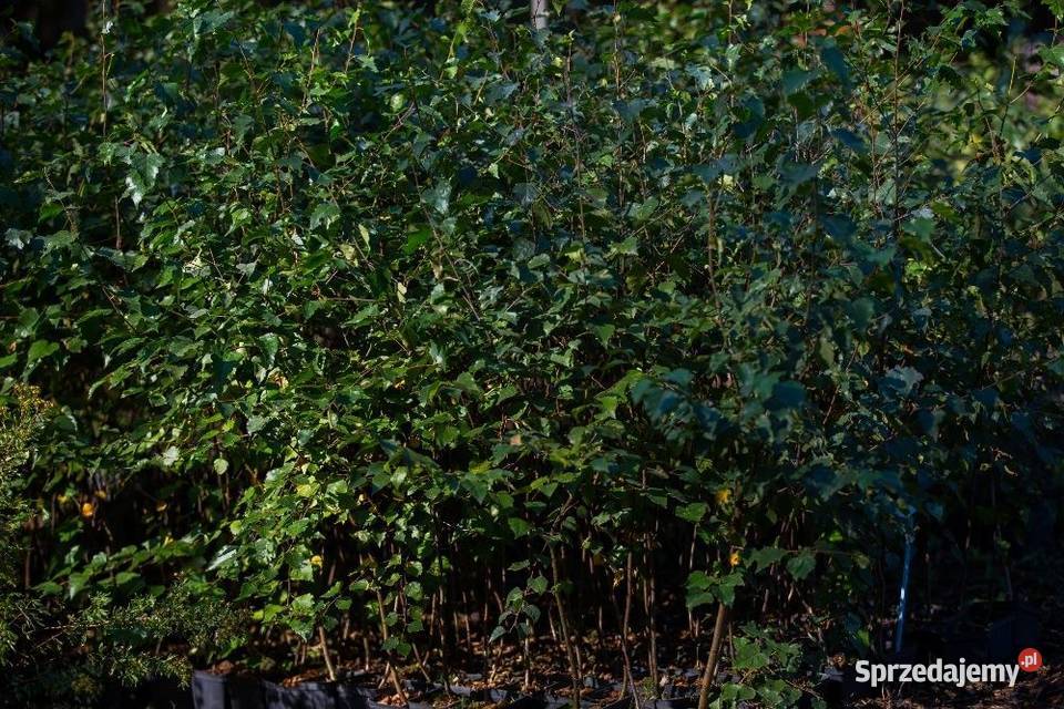 Brzoza brodawkowata Betula pendula wys 120150 sprzedam