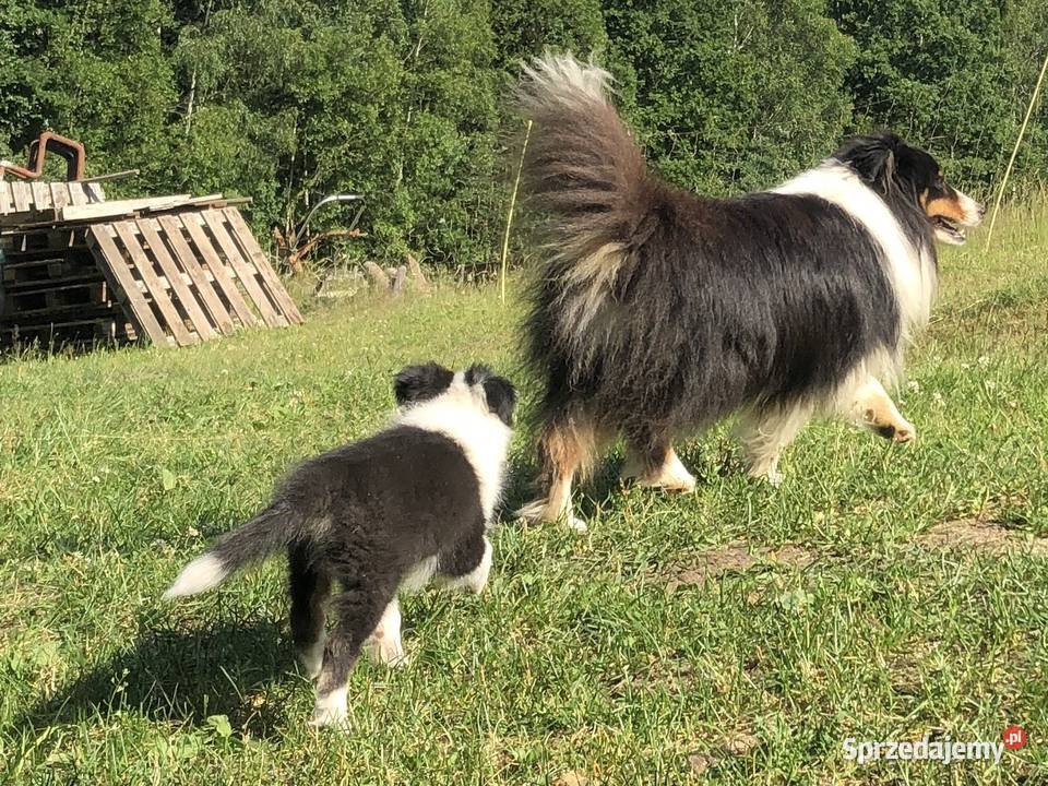 Ayla sheltie suczka tricolor Owczarek Pupki sprzedam