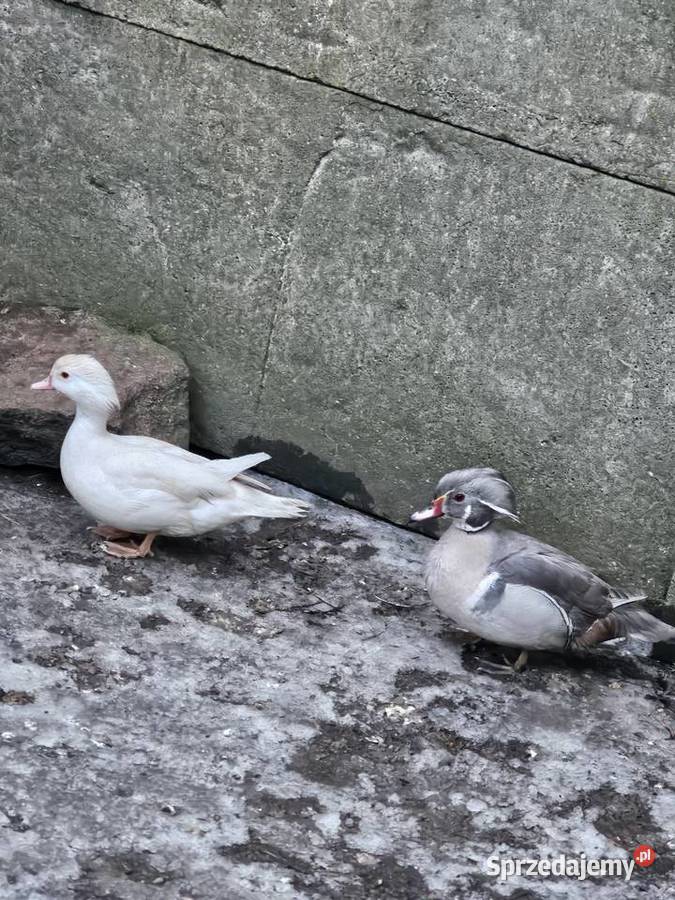 Sprzedam ptaki Leszno sprzedam