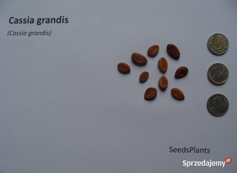 CASSIA GRANDIS Cassia grandis NASIONA 200 sztuk sprzedam
