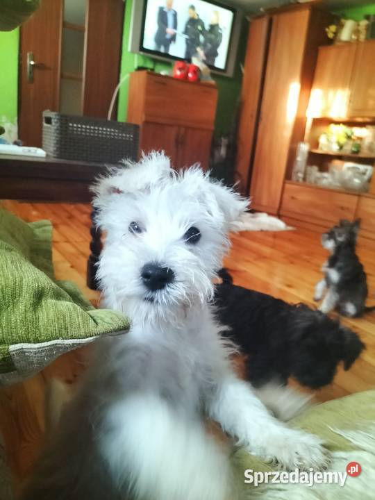 Sznaucer miniaturowy dolnośląskie Złotoryja