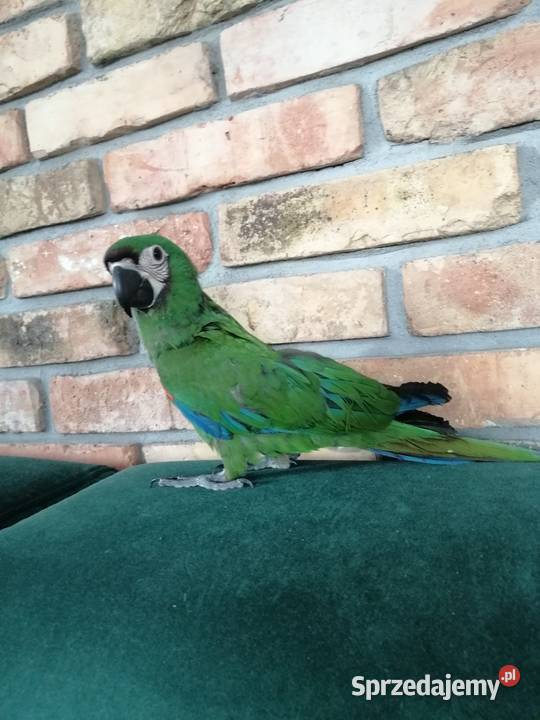 Ara Severa samiec Pamiątkowo sprzedam