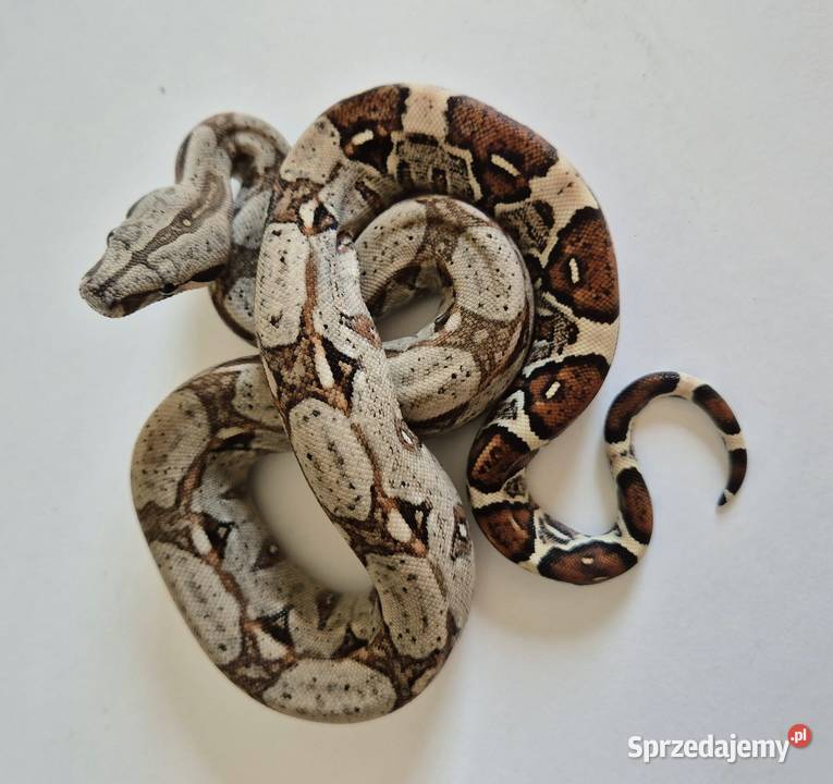 17 boa cesarski cb25 samiec