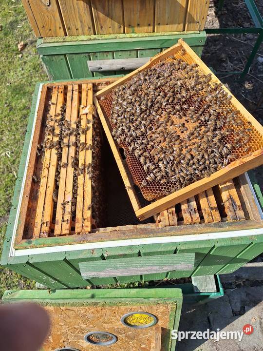 Sprzedam pszczoly Łaganów