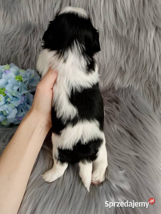 Śliczny piesek rasy shih tzu wielkopolskie Kępno