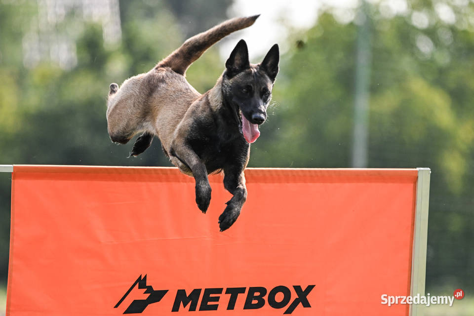 Owczarek Belgijski Malinois FCIZKWP Lubnów sprzedam