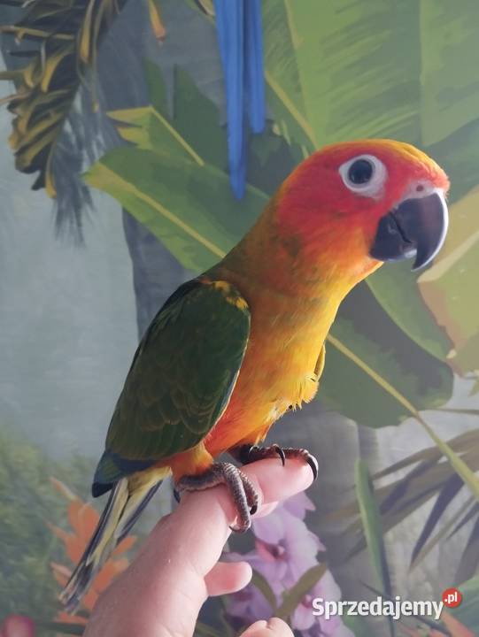 Papuga konura słoneczna ręcznie karmiona Miastko sprzedam