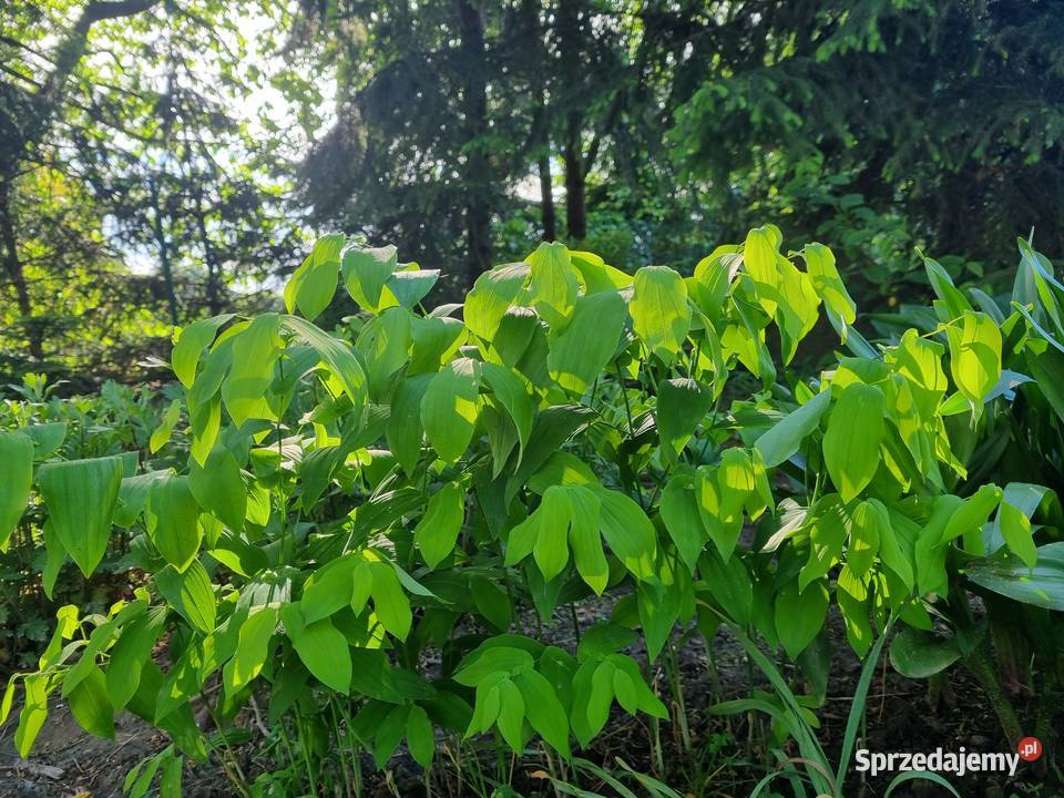 Jagodowiec wielkokwiatowy