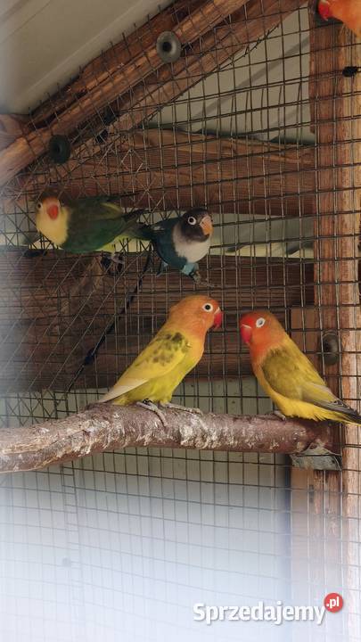 Nierozłączki małopolskie